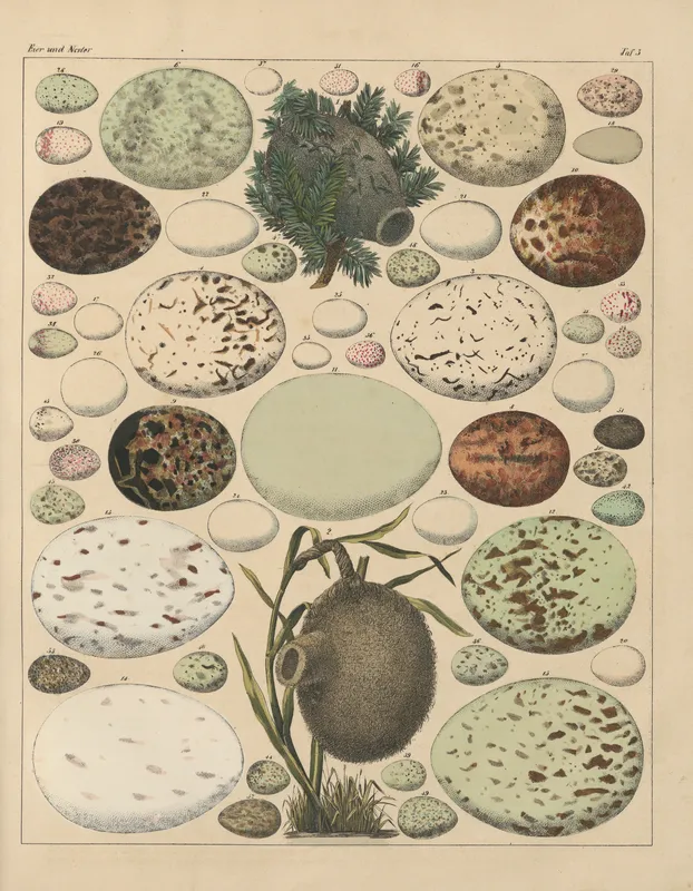 Abbildungen zu Oken’s Allgemeiner Naturgeschichte für alle Stände Pl.026 (1841) by Lorenz Oken